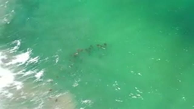 LOS CABOS MEXICO-2020: A School Of Fish Are Swimming Together Underneath The
