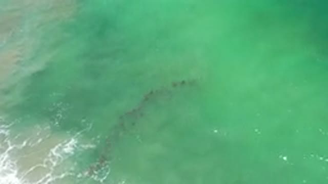 LOS CABOS MEXICO-2020: Fishes Caught on Camera – Amazing Scene