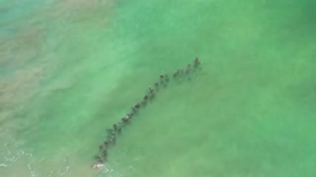 LOS CABOS MEXICO-2020: Sea Animals Swimming in Line