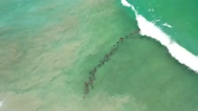 LOS CABOS MEXICO-2020: Oddly Organized School of Fish Going Through Sea Wave