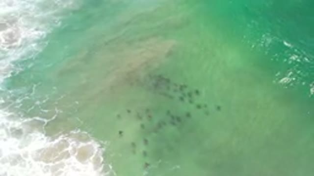 LOS CABOS MEXICO-2020: Family of Sea Animals Venture Out Into the Sea