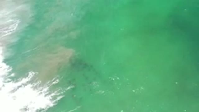 LOS CABOS MEXICO-2020: Fantastic Shot of the Fishes on Sea