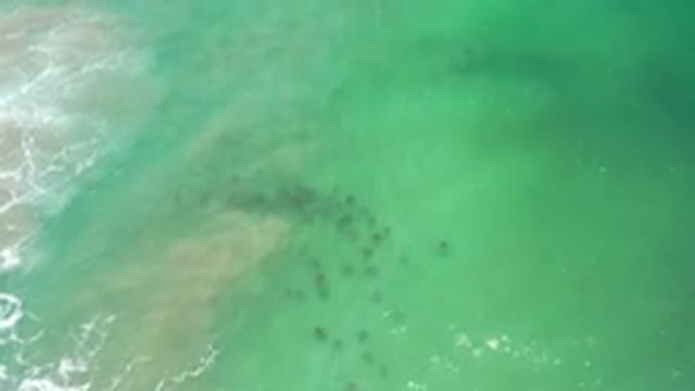 LOS CABOS MEXICO-2020: The Short Video Clip Is Showing These Animals Or Object