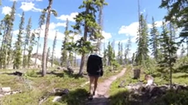 WINTER PARK COLORADO-2019: A Person Walking On A Narrow Trail With Trees