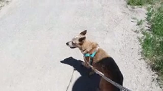 WINTER PARK COLORADO-2019: A Dog Is Being Walked On A Leash In A Sunny Setting