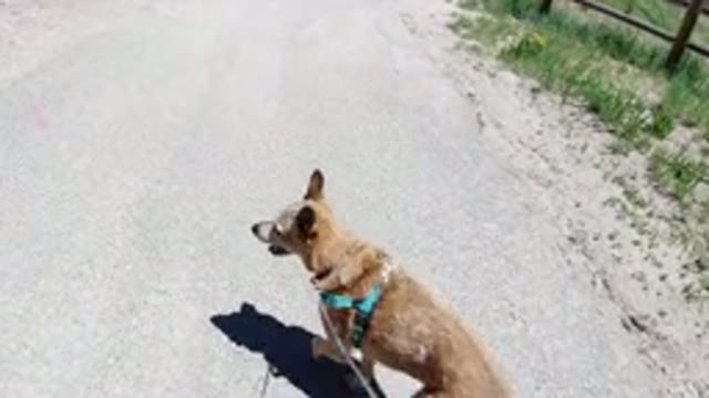 WINTER PARK COLORADO-2019: Dog On Chest Body Belt Walking On A Road
