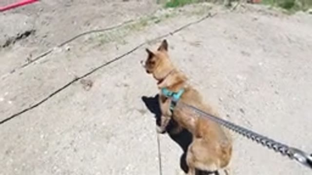 WINTER PARK COLORADO-2019: Dog Searching For Something To Run After In The