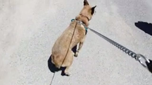 WINTER PARK COLORADO-2019: Walking My Brave Brown Dog On A Leash