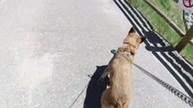 WINTER PARK COLORADO-2019: A Dog Walking With A Cable Tied On Its Body