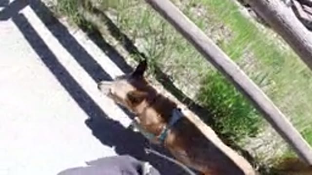 WINTER PARK COLORADO-2019: Walking A Dog On A Chain Leash Near Wood Fence