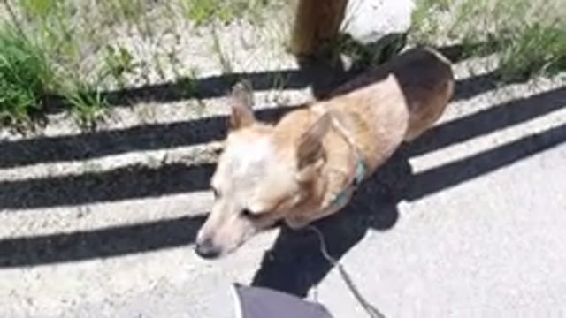 WINTER PARK COLORADO-2019: Small Leashed Pet Dog Explores Fence Separating