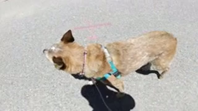 WINTER PARK COLORADO-2019: Tired Brown Dog On Leash Being Walked By Owner On A