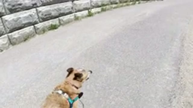 WINTER PARK COLORADO-2019: A Nice Brown Dog Is Enjoying And Walking Along The