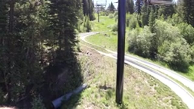 WINTER PARK COLORADO-2019: Trees On Both Sides Of The Road Showing The Large