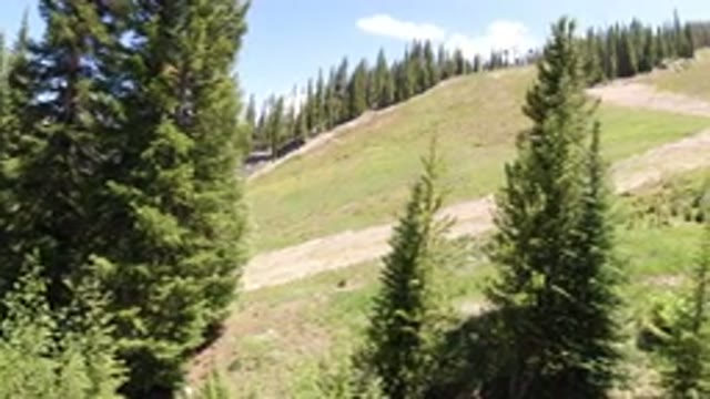 WINTER PARK COLORADO-2019: A View Of A Hill Surrounded By Tall Trees On A Sunny