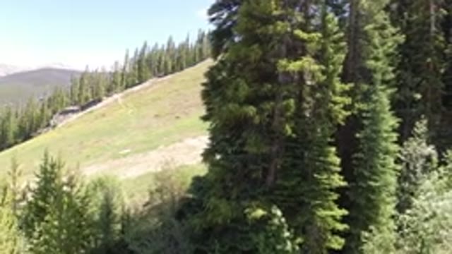 WINTER PARK COLORADO-2019: Trees On The Side Of A Mountain With A Clearing And