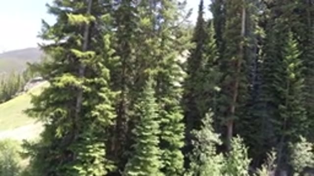 WINTER PARK COLORADO-2019: A View Of The Nature With Many Tall Trees On A Sunny