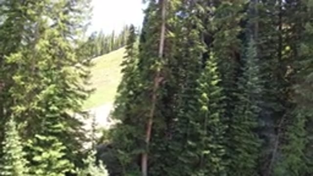 WINTER PARK COLORADO-2019: More Trees Are In The Garden In The Outdoor