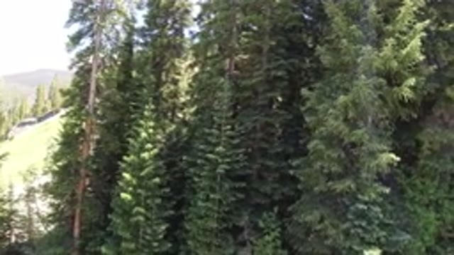 WINTER PARK COLORADO-2019: A View Of The Nature With A Lot Of Tall Trees