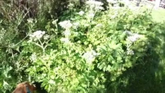 WINTER PARK COLORADO-2019: Camera Panning Over A Bush With Flowers In Someone's