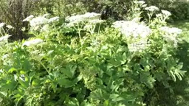 WINTER PARK COLORADO-2019: Man Woman Walking Around A Plant With White Flowers
