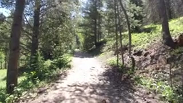 WINTER PARK COLORADO-2019: A Barely Seen Dog Is Enjoying And Walking Along The