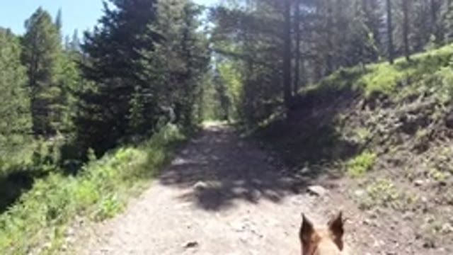 WINTER PARK COLORADO-2019: A View Of A Trail With Tall Trees Surrounding The