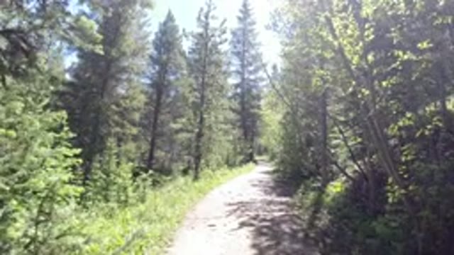 WINTER PARK COLORADO-2019: Mountain Bicycle Ride on Dirt Trail Through Green Trees