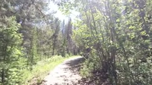 WINTER PARK COLORADO-2019: Walking On Beautiful Forest Path Surrounded By Trees