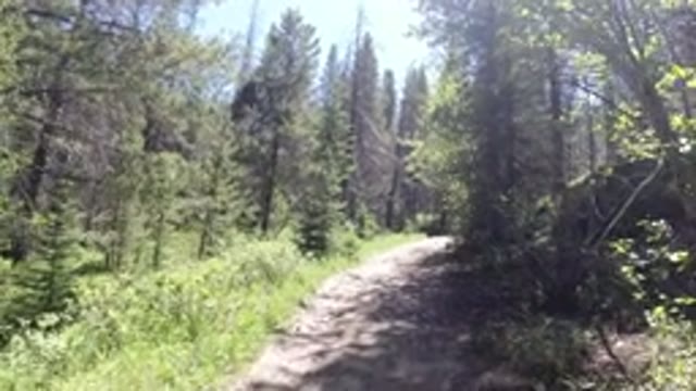 WINTER PARK COLORADO-2019: Person Walking Through And Recording Beautiful Forest
