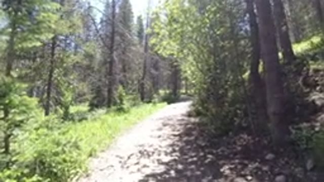 WINTER PARK COLORADO-2019: Person Walking In A Forest With Lots Of Trees And Bushes