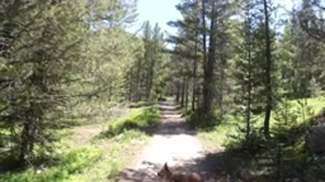 WINTER PARK COLORADO-2019: Enchanting First Person View Of A Day-Time Walk