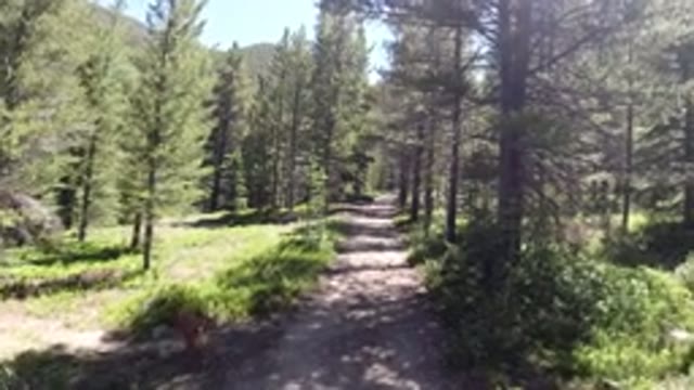 WINTER PARK COLORADO-2019: A Long Trail Path In The Middle Of The Woods That