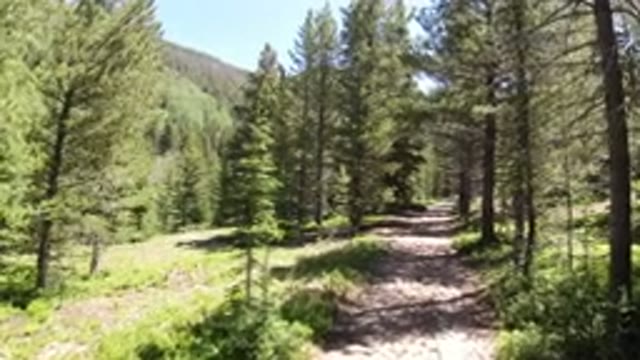 WINTER PARK COLORADO-2019: Pine Trees Around The Wood