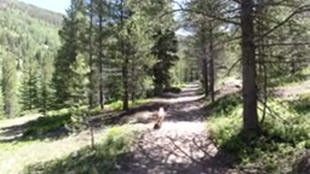 WINTER PARK COLORADO-2019: Forrest Woods Dog Trees Nature Sun
