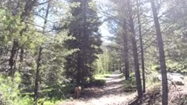 WINTER PARK COLORADO-2019: First Person View Walking Along Leafy Trail And