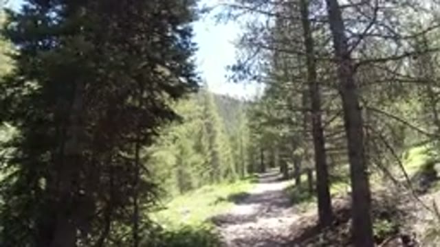 WINTER PARK COLORADO-2019: Wandering Through A Beautiful Forest With A Dog And A Boy