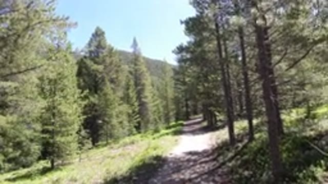 WINTER PARK COLORADO-2019: A Dog Stops While Enjoying And Walking Along The Trail