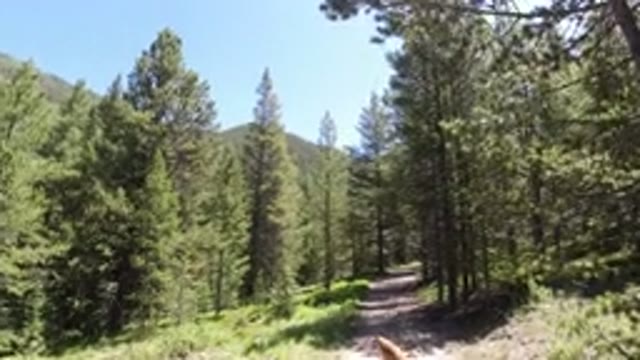 WINTER PARK COLORADO-2019: Dog Trees Forest Woods Nature Trail