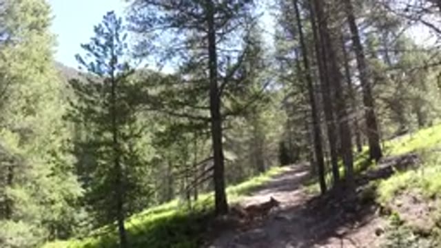 WINTER PARK COLORADO-2019: A Dog Walking Along a Snowy Path in Nature