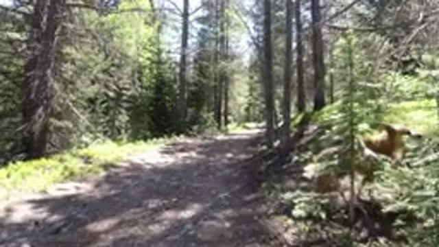 WINTER PARK COLORADO-2019: Walking In The Middle Of A Forest And A Dog Is Ahead