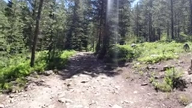 WINTER PARK COLORADO-2019: The Speed And Vigilance Of A Dog In The Forest