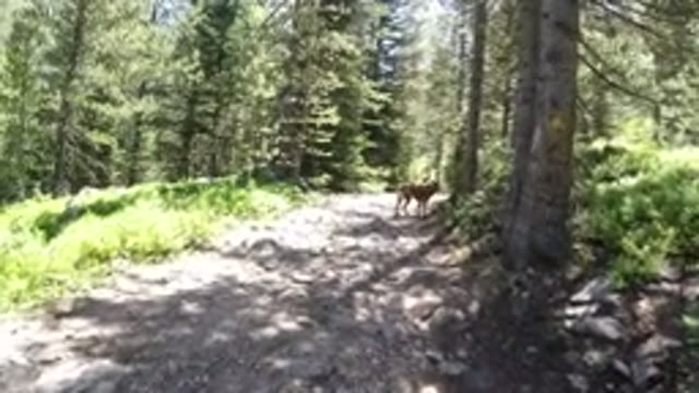 WINTER PARK COLORADO-2019: Walking On A Trail In The Forest With A Dog And