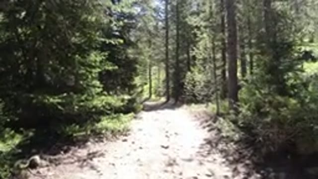 WINTER PARK COLORADO-2019: A Dog Moving Ahead On A Forest Pathway
