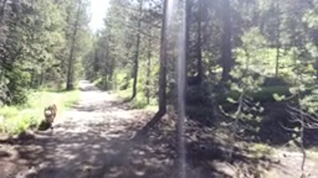 WINTER PARK COLORADO-2019: A View Of A Trail In The Nature With Tall Trees