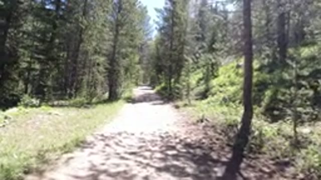 WINTER PARK COLORADO-2019: Dog Running Free On A Tree Lined Path In The Woods