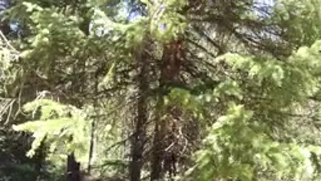 WINTER PARK COLORADO-2019: A View Of The Nature On A Sunny Day With A Lot Of Tall Trees