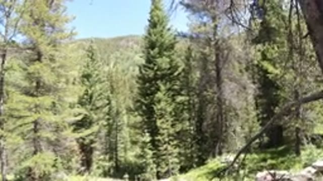 WINTER PARK COLORADO-2019: Video Footage Showing A Huge Woody Area Full Of Trees