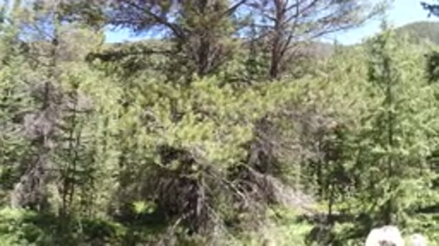 WINTER PARK COLORADO-2019: Beautiful Light Green Trees Recorded In The Forest By
