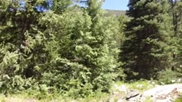 WINTER PARK COLORADO-2019: Trees In A Mountainous Area While Sun Shines Overhead